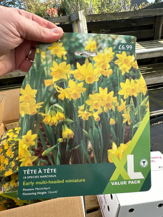 Narcissus Tete A Tete (18 bulbs per pack) size 12cm+