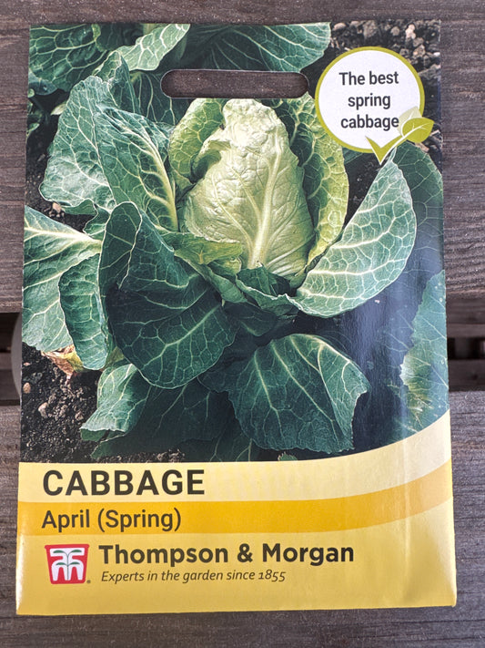 SEEDS - Cabbage (Spring) April