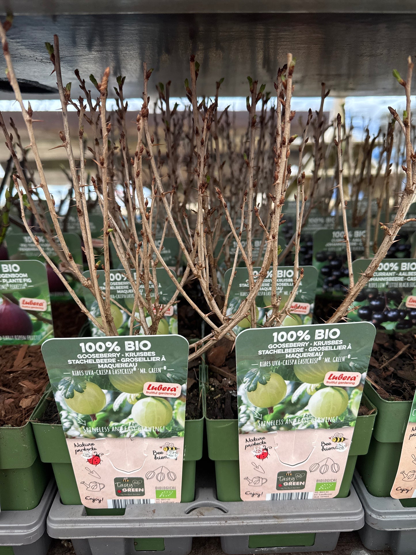 Fruit Bio Standard (Named Varieties) 13cm