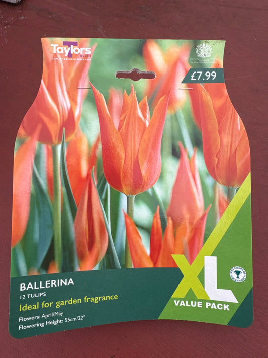 Tulips Ballerina (12 bulbs)