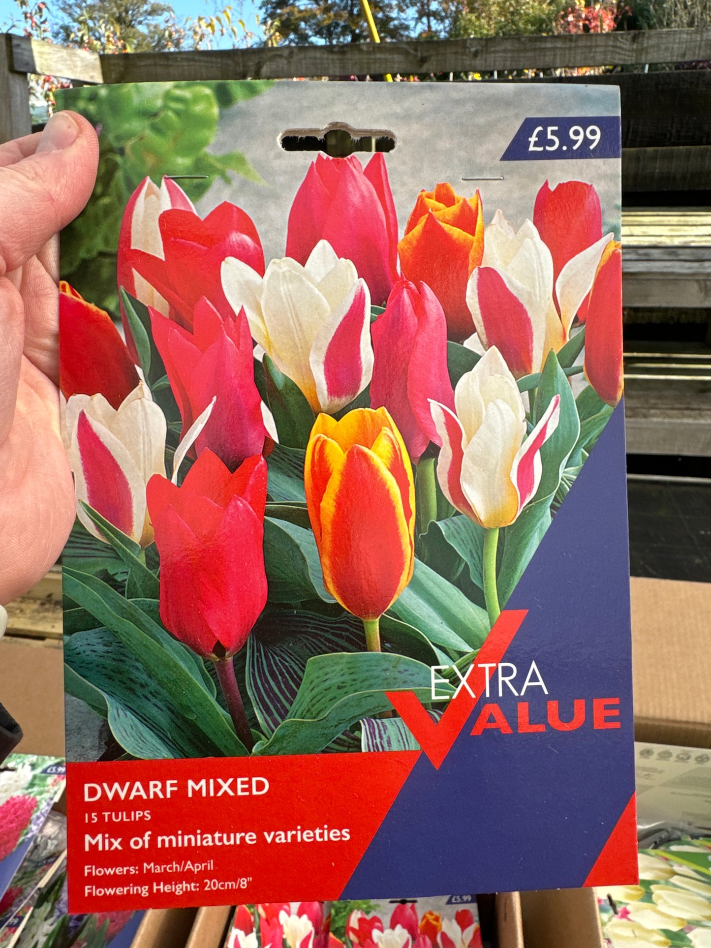 Tulip Dwarf Mix (15 bulbs per pack) size 10-11cm