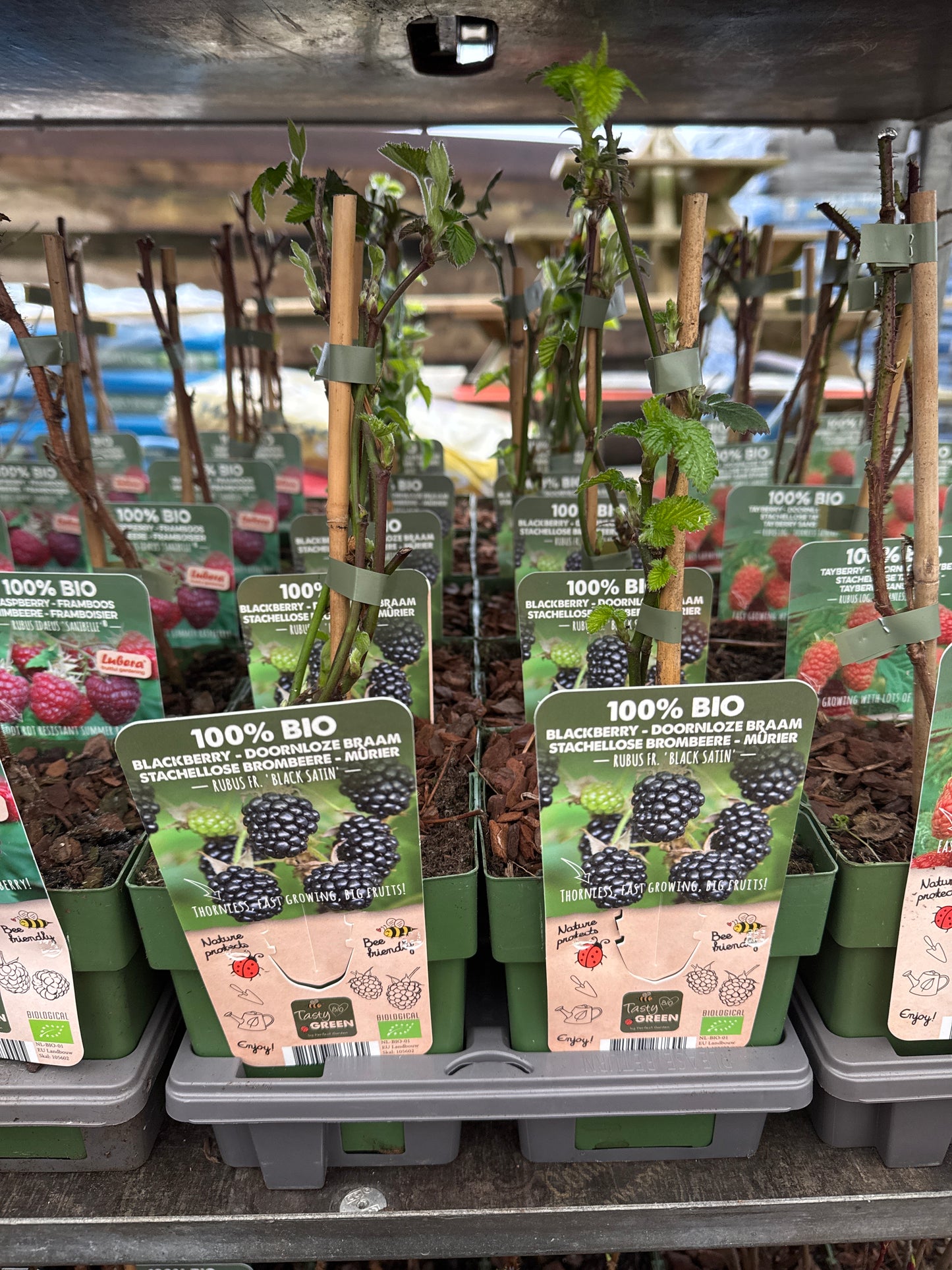 Fruit Bio Standard (Named Varieties) 13cm