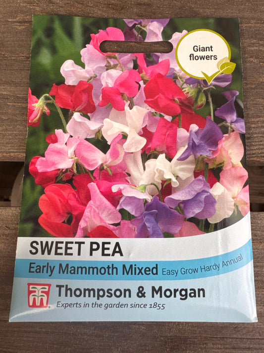 SEEDS - Sweet Pea Early Mammoth Mixed