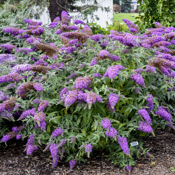 Buddleia 3L