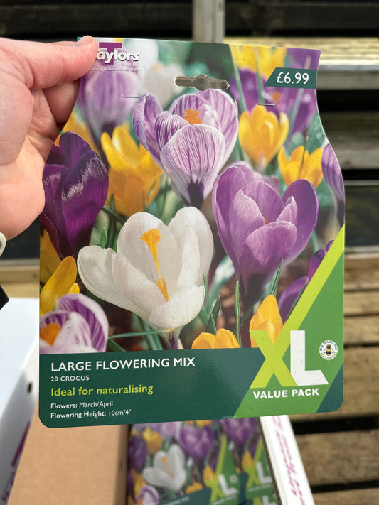 Crocus Large Flowering Mix (20 bulbs per pack) size 7-8cm