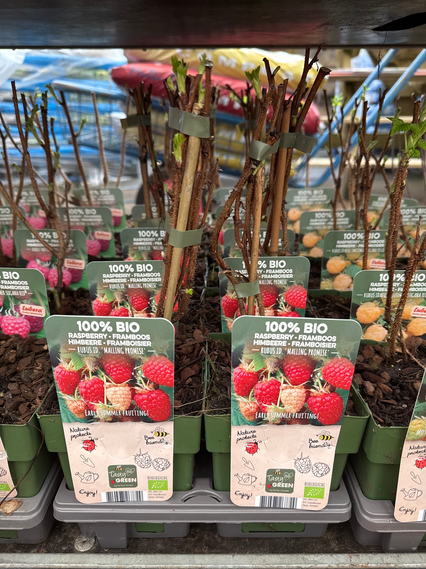 Fruit Bio Standard (Named Varieties) 13cm