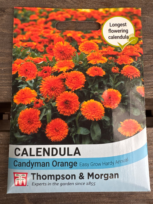 SEEDS - Calendula Candyman Orange
