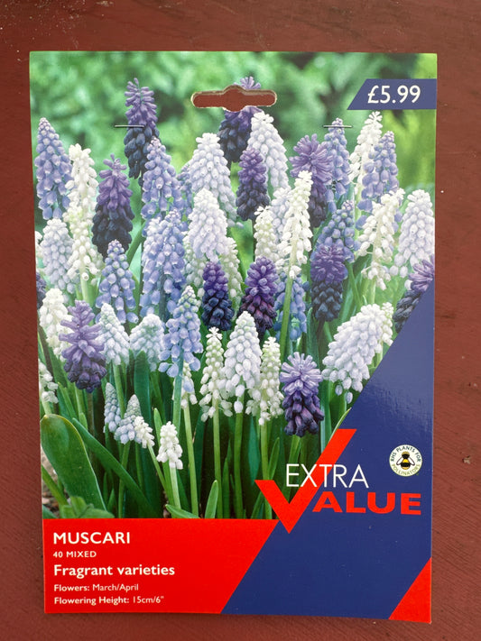 Muscari (40 mixed)