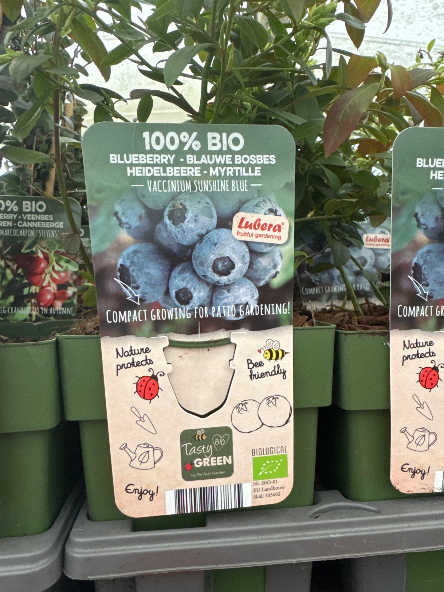 Fruit Bio Standard (Named Varieties) 13cm