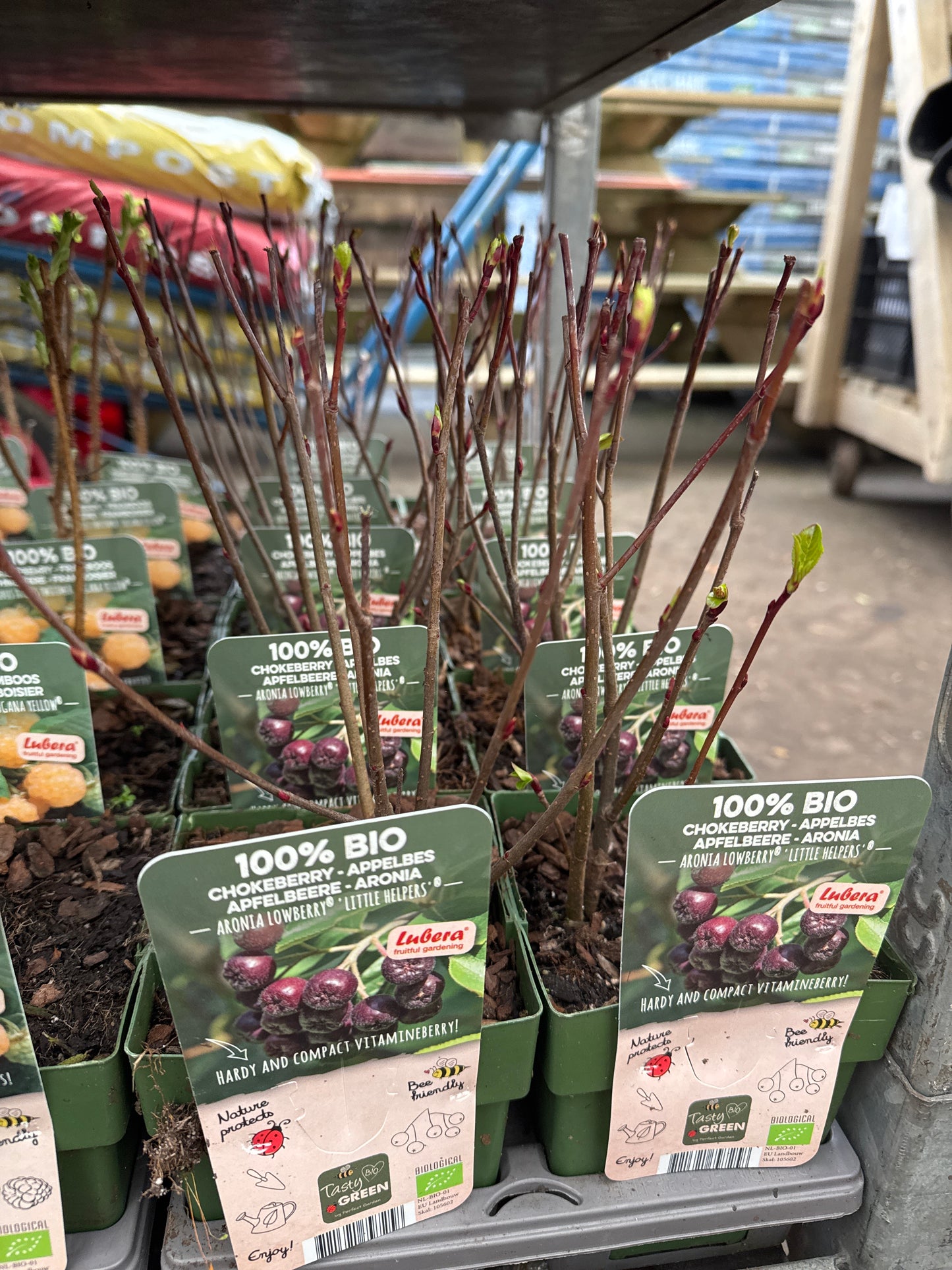 Fruit Bio Standard (Named Varieties) 13cm