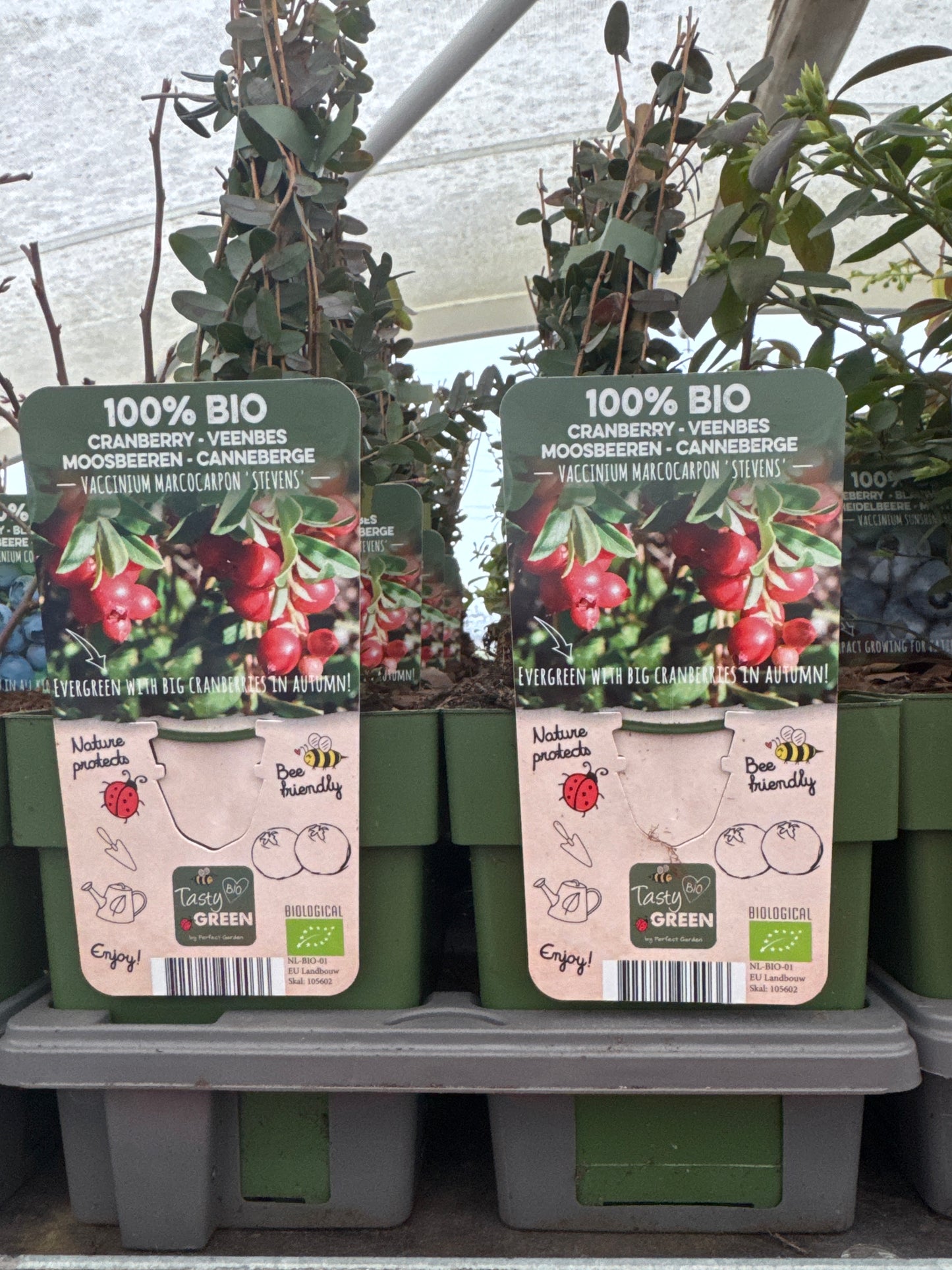 Fruit Bio Standard (Named Varieties) 13cm