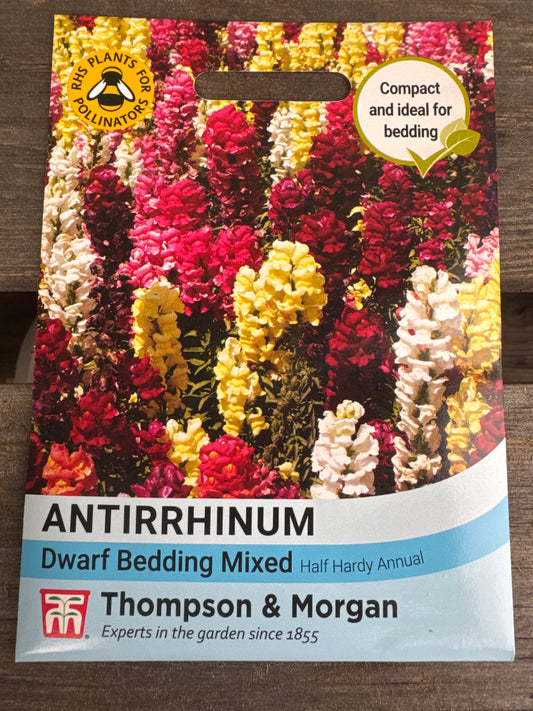 SEEDS - Antirrhinum Dwarf Bedding Mixed