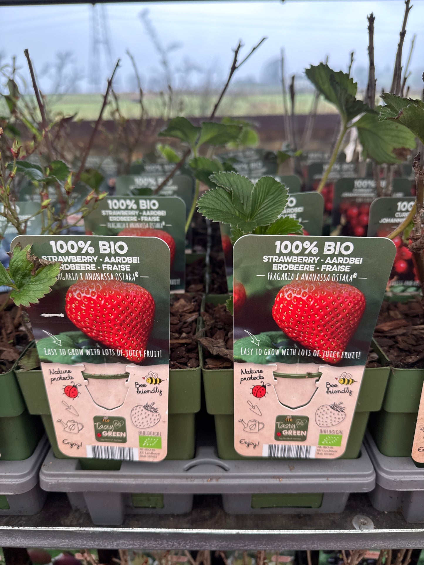 Fruit Bio Standard (Named Varieties) 13cm