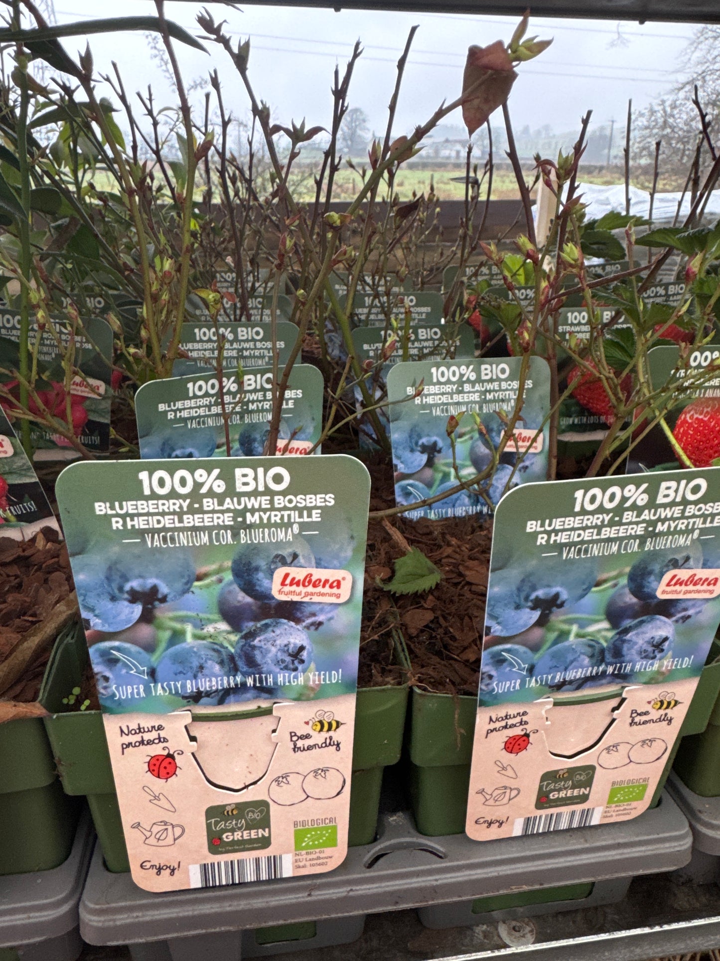 Fruit Bio Standard (Named Varieties) 13cm