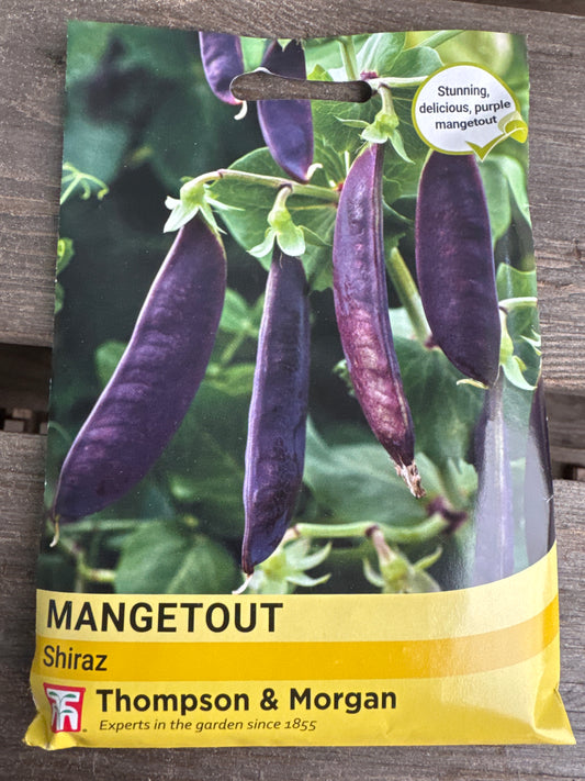 SEEDS - Mangetout Shiraz