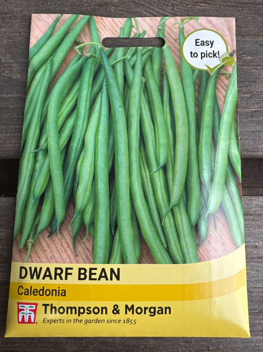 SEEDS - Dwarf Bean Caledonia