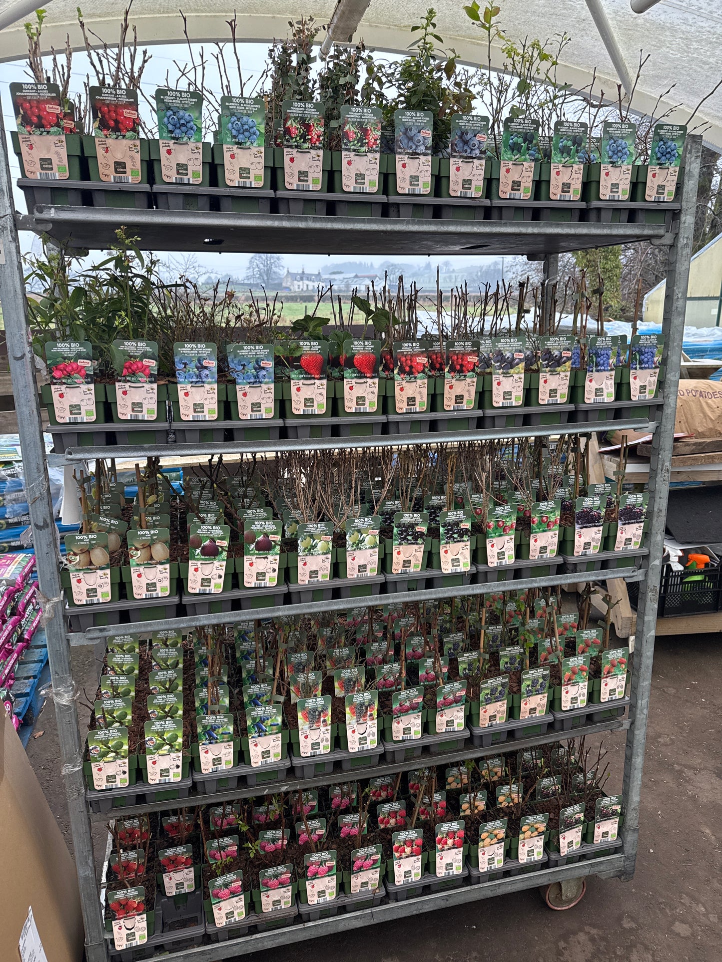 Fruit Bio Standard (Named Varieties) 13cm