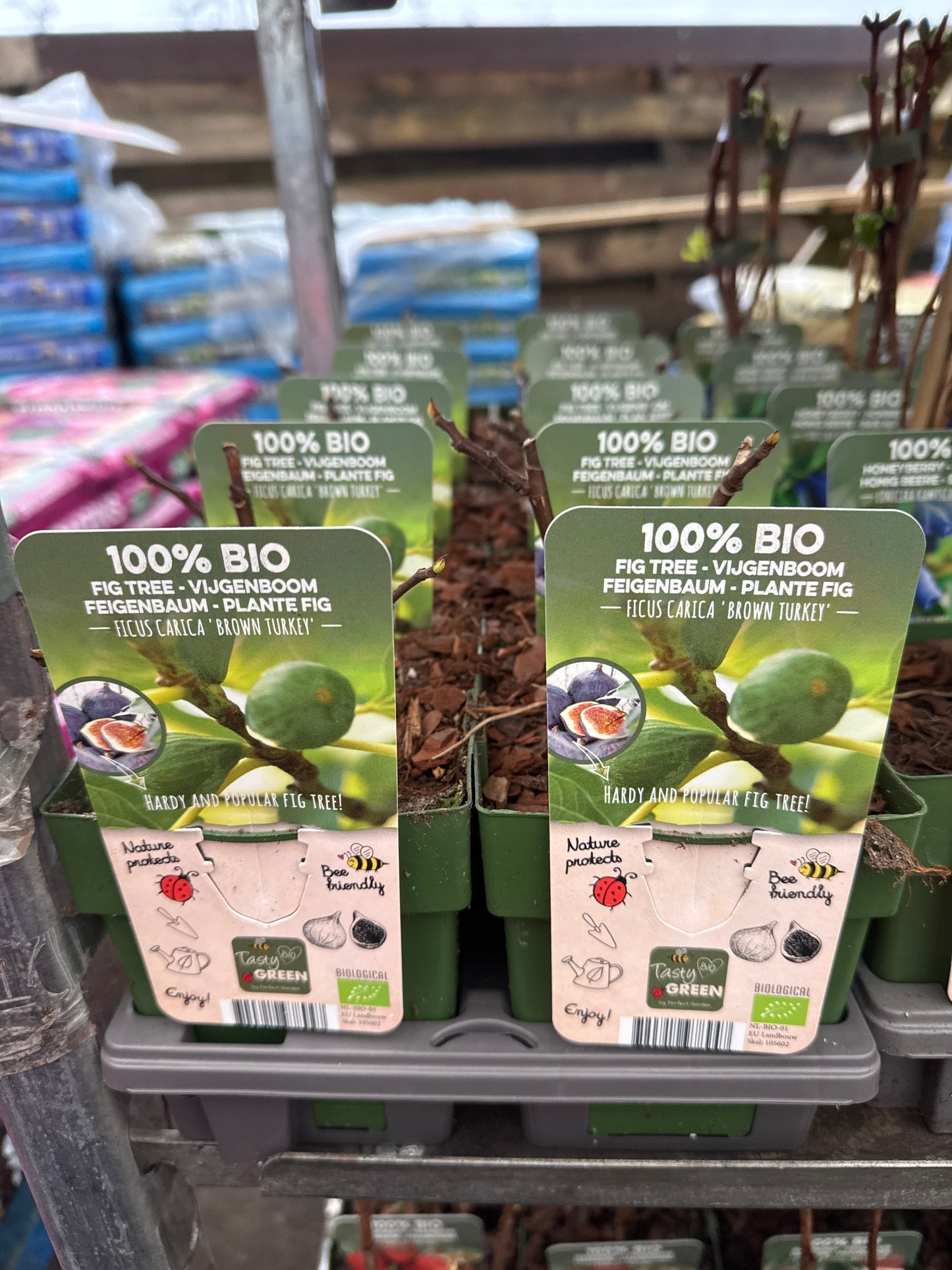 Fruit Bio Standard (Named Varieties) 13cm