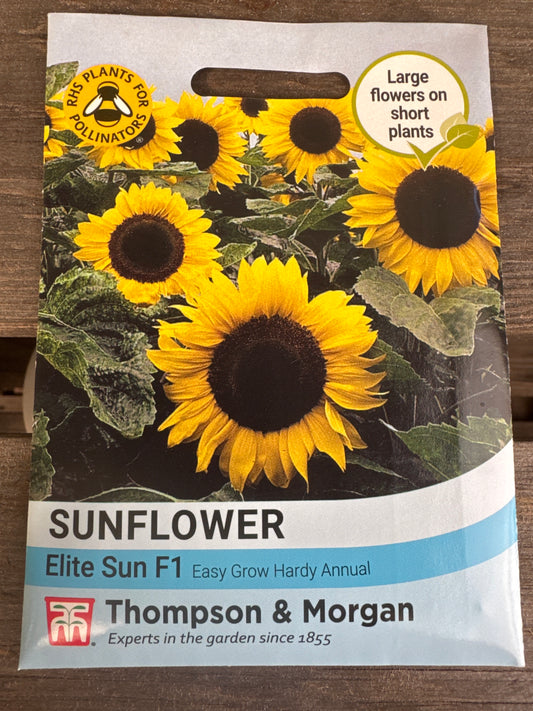 SEEDS - Sunflower Elite Sun F1 Hybrid
