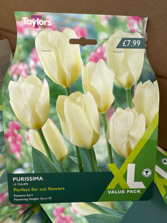 Tulips Purissima (15 bulbs)