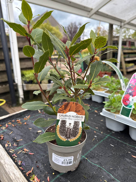Laurus nobilis (Bay Laurel) 10.5cm