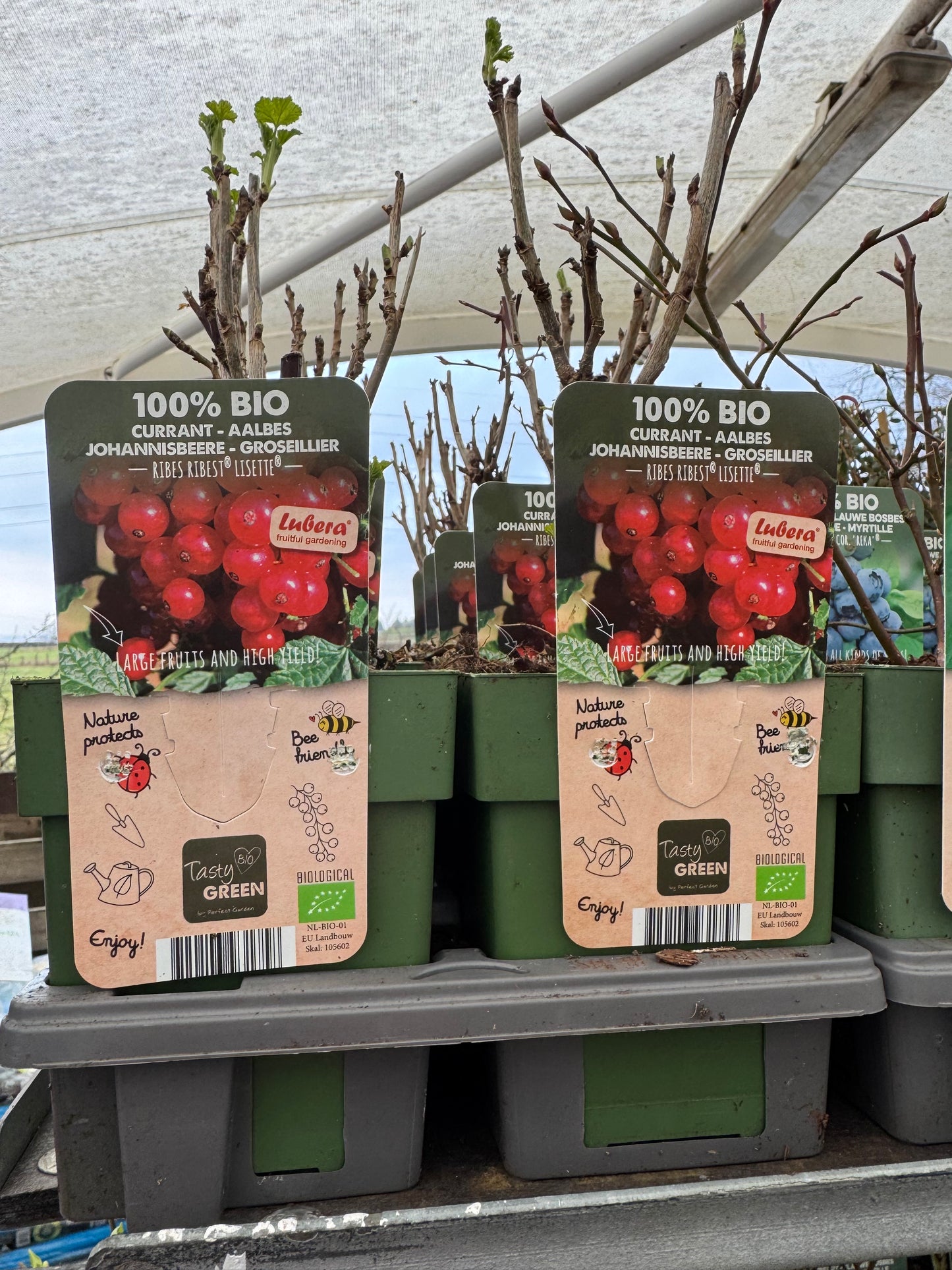 Fruit Bio Standard (Named Varieties) 13cm