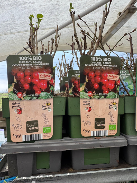 Fruit Bio Standard (Named Varieties) 13cm