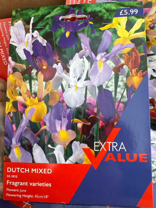 Iris Dutch Mixed (50 bulbs)