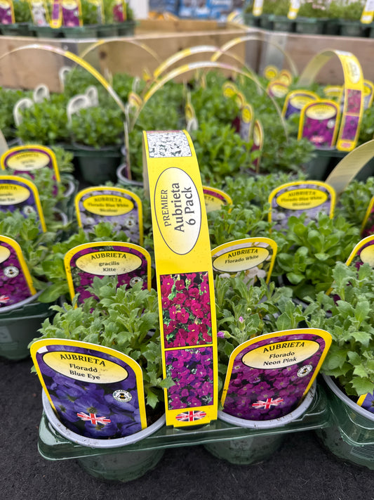 Alpines Carry Six Pack - Mixed Aubrieta