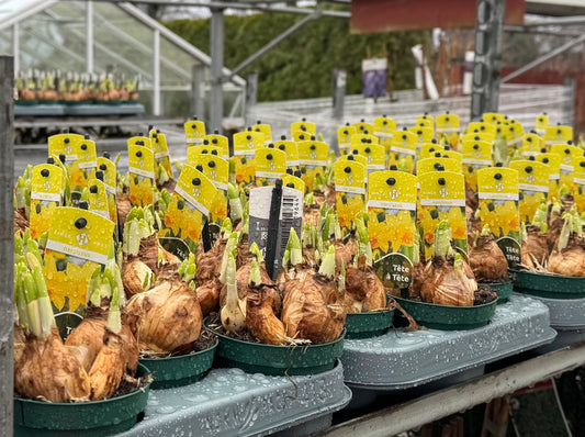 Daffodils Tete-a-tete 1 Tray (18 x 9cm pots)