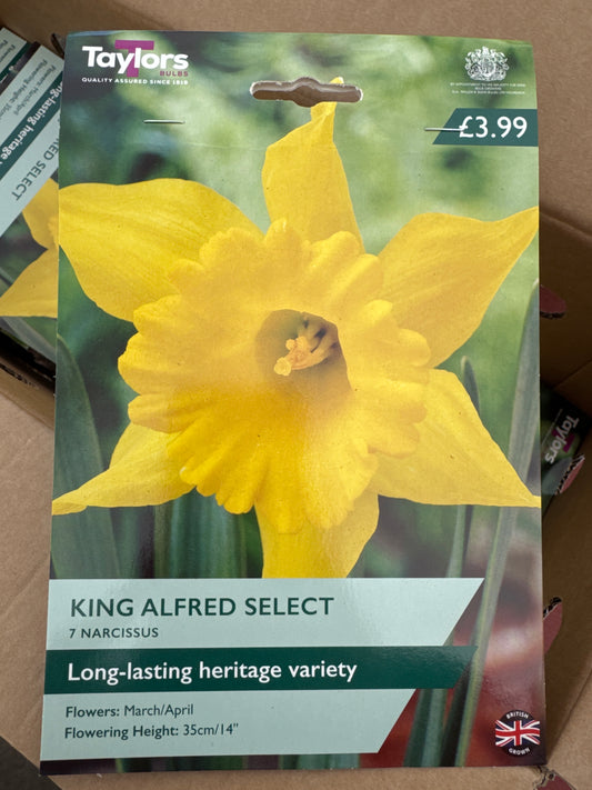 Daffodils Narcissus King Alfred Select (7 bulbs)