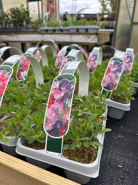 Sweet peas - 6 pack