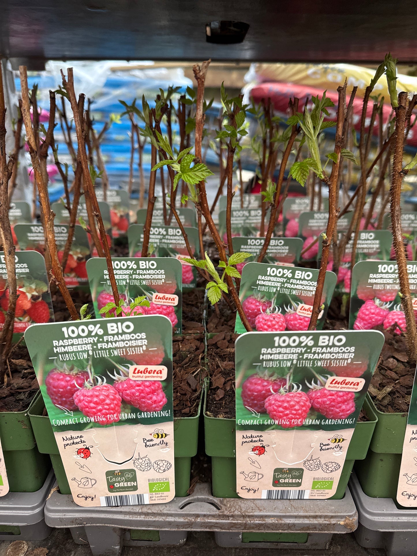 Fruit Bio Standard (Named Varieties) 13cm