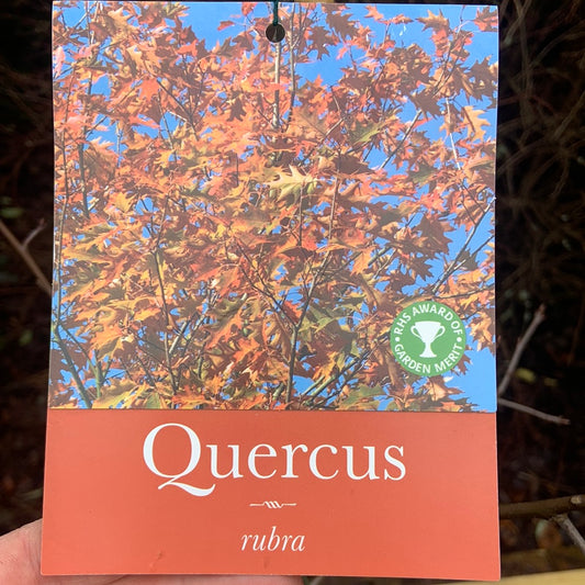 Quercus rubra 12L