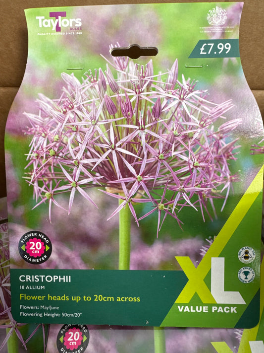 Allium Christophii (18 bulbs)