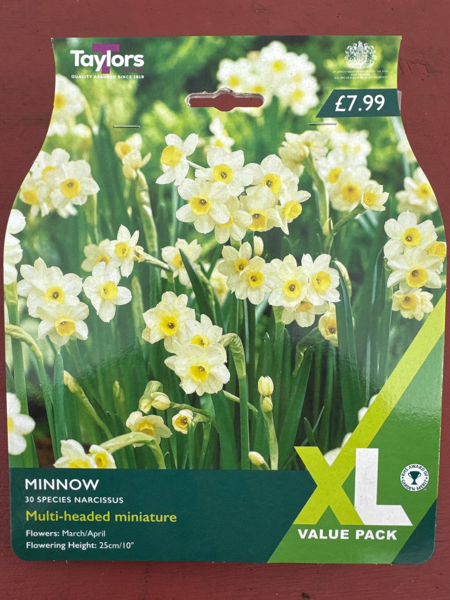 Daffodils Narcissus Minnow (30 bulbs)