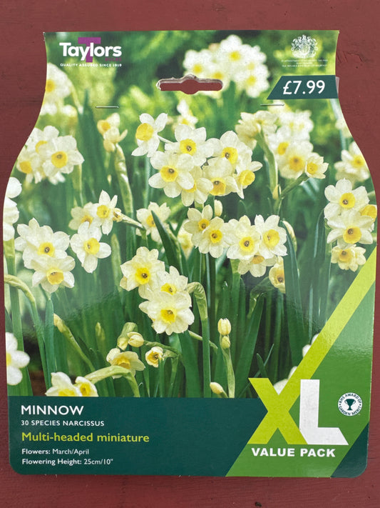 Daffodils Narcissus Minnow (30 bulbs)