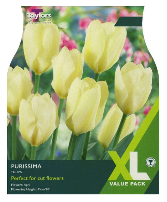 Tulip Purissima (18 bulbs per pack) size 10-11cm