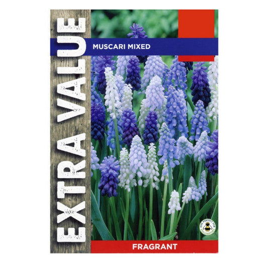 Muscari Mix (40 bulbs per pack) size 6-7cm