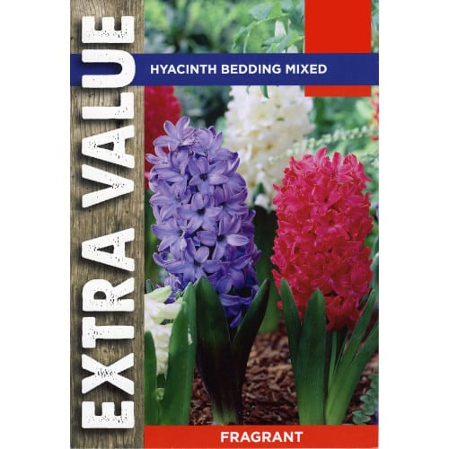 Hyacinth Bedding Mix (8 bulbs per pack) size 14-15cm