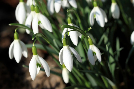 Snowdrops (Galanthus Nivalis) 100pk Net