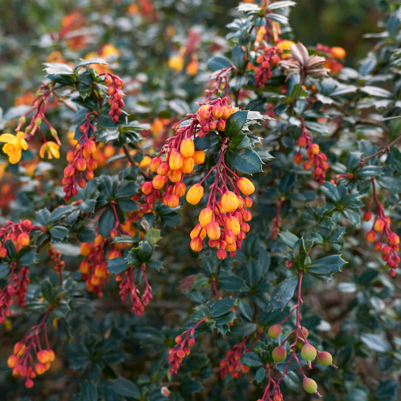 Berberis 3L