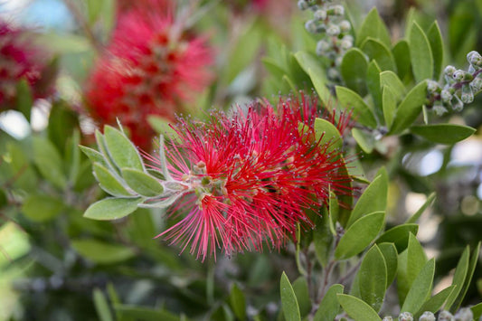 Callistemon 3L