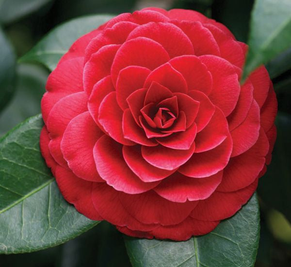 Camellia 3L