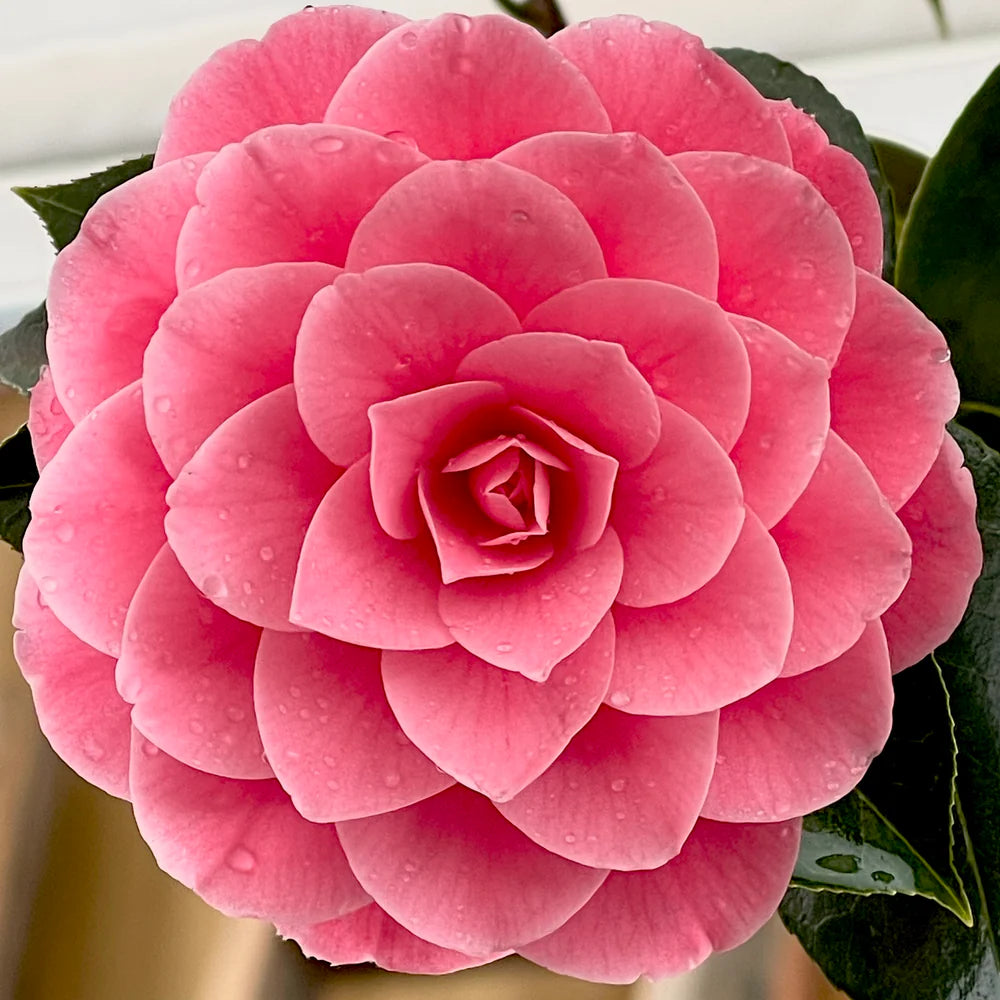 Camellia 3L