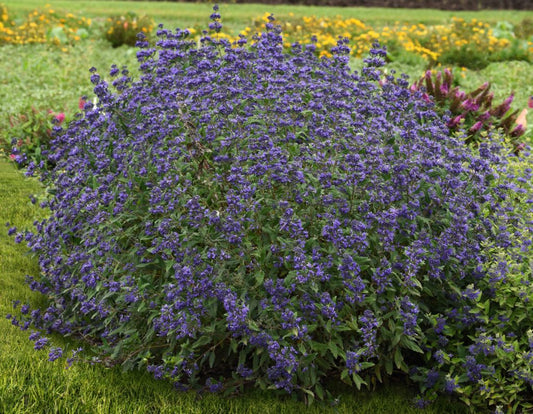 Caryopteris 3L