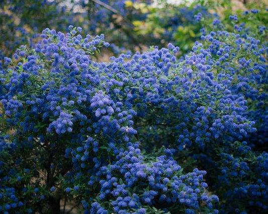 Ceanothus 3L