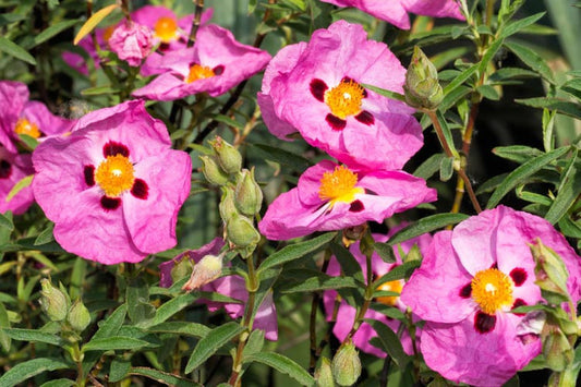 Cistus 3L