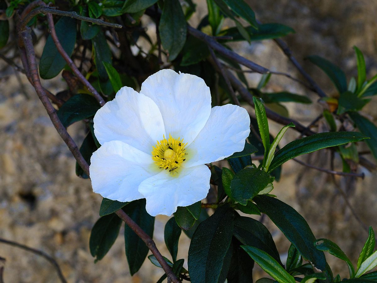 Cistus 3L