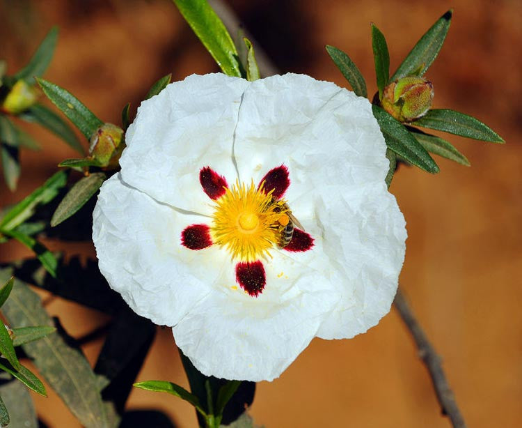 Cistus 3L